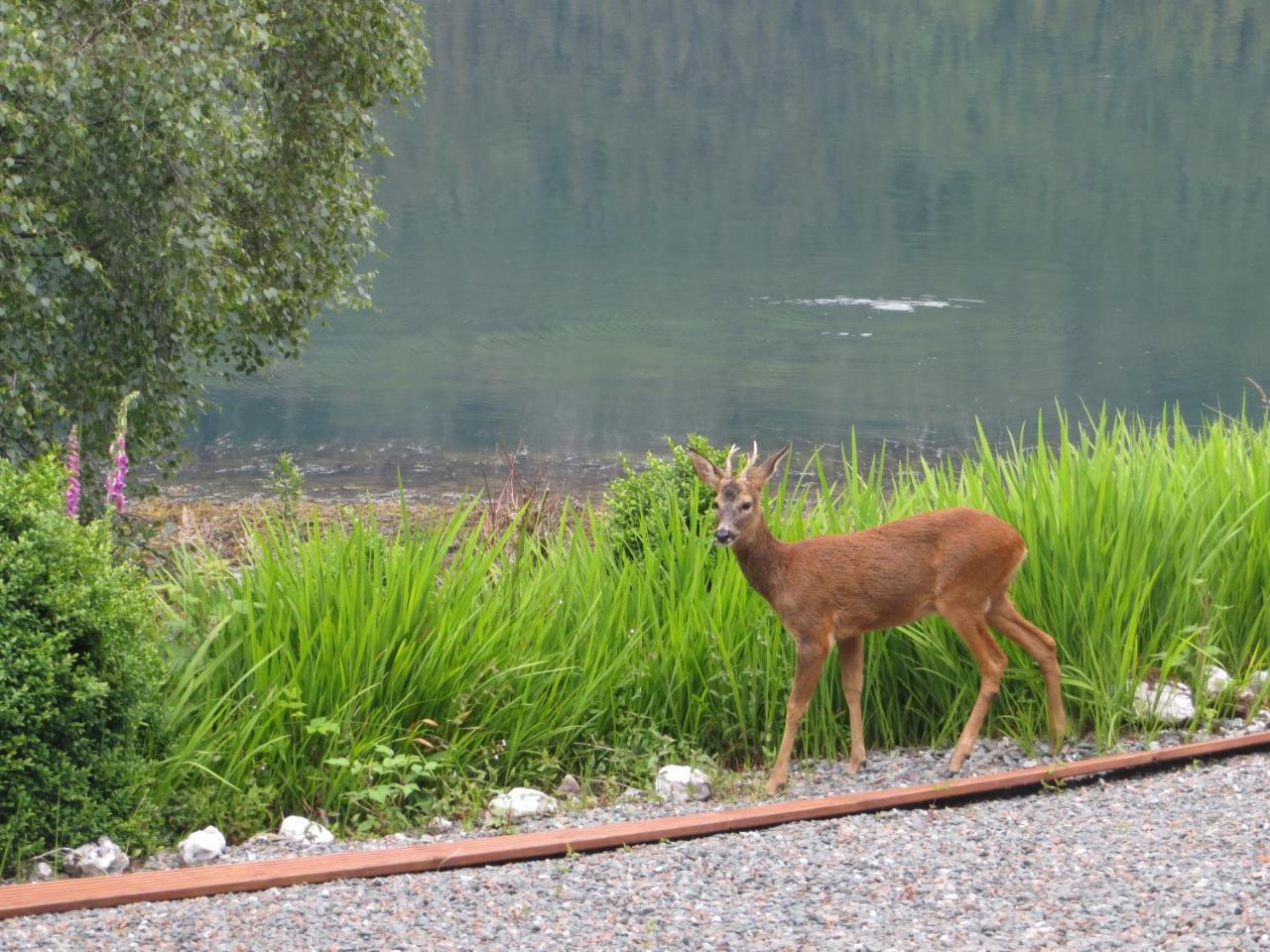 Lochwood Guest House Lochgoilhead Luaran gambar